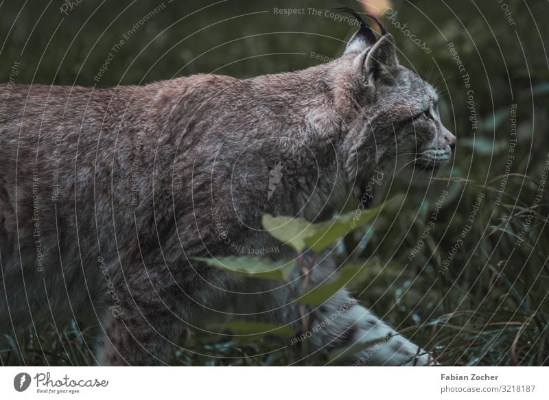 Lynx in the Black Forest Nature Landscape Animal Clouds Rain Plant Grass 1 Hiking Authentic Curiosity Baden-Wuerttemberg Europe Germany Autumn Animal portrait