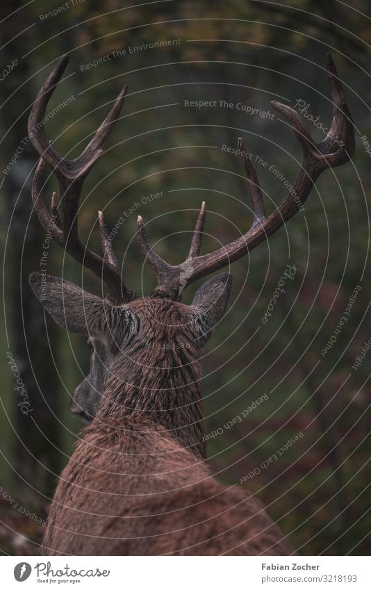 Deer antlers in the autumn forest Nature Landscape Animal Autumn Bad weather Plant Forest Hiking Brown Green Joie de vivre (Vitality) Spring fever Freedom