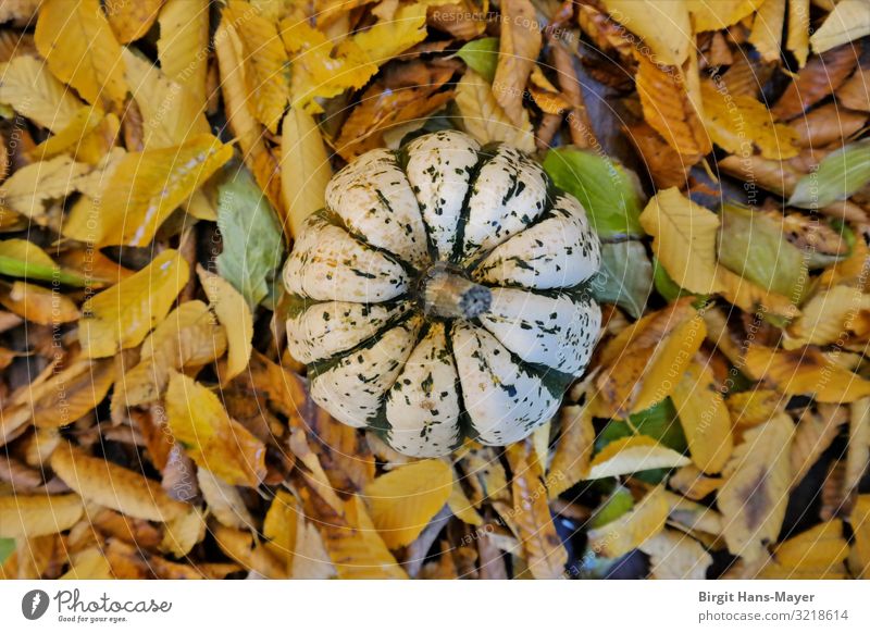 sweet dumpling pumpkin Food Vegetable Organic produce Vegetarian diet Slow food Garden Decoration Plant Pumpkin Pumpkin time Pumpkin plants Yellow Green Nature