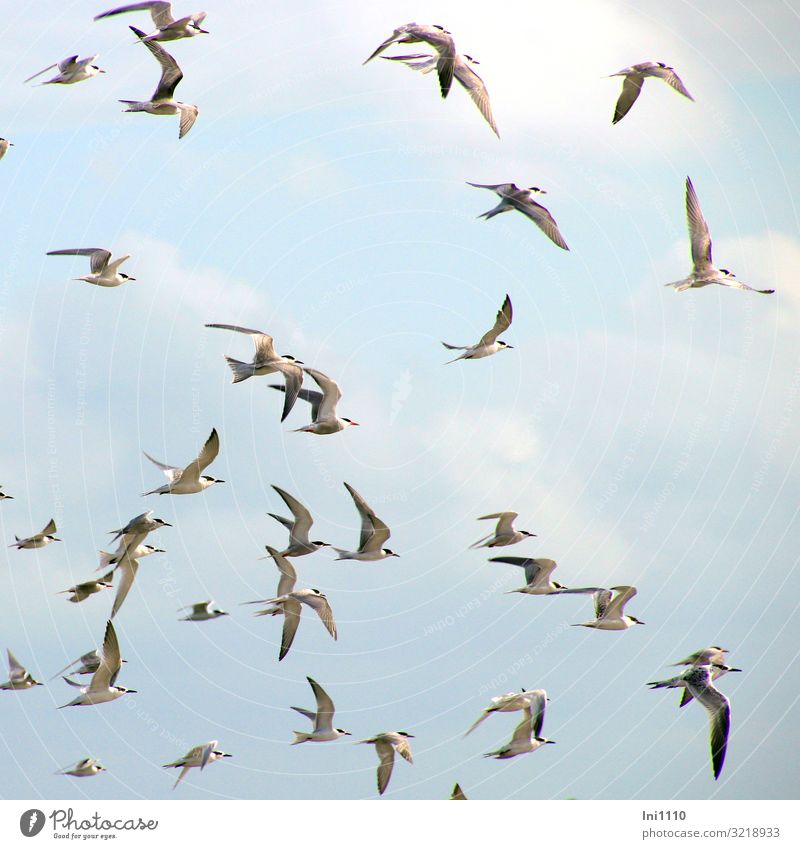 Terns II Nature Animal Sky Sun Summer Coast Beach North Sea Island Wild animal Bird Flock Happiness Natural Blue Gray Black White Beach dune Helgoland Practice