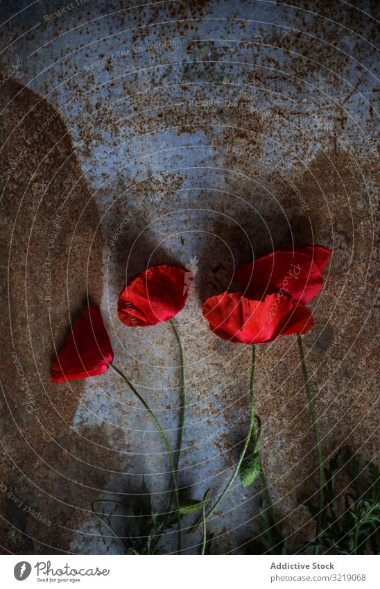 Fresh poppies on dirty table poppy fresh flower surface red shabby summer season natural bloom blossom flora beauty plant petal bright vivid vibrant organic