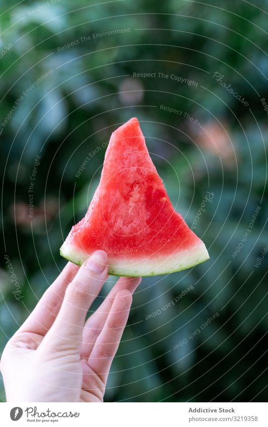 Woman holding ripe watermelon garden fresh red woman healthy organic nutrition sweet tasty juicy vitamin summer delicious female natural refreshing snack season