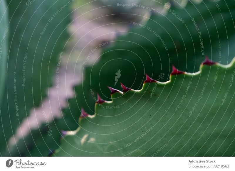 Thorns on fresh succulent leaf leaves thorns growing agave daylight botany plant nature summer exotic bright green prickly spiky cactus desert natural flora