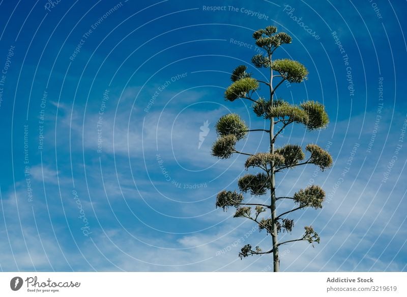 Agave plant flower agave green tall blue sky cloud nature garden botanical summer vegetation flora cactus growth succulent tropical greenery gardening desert