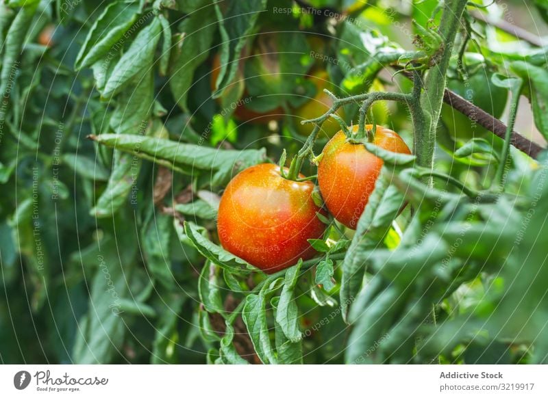 Red peppers ripening in garden vegetable cultivate fresh red organic harvest nature food happy agriculture healthy summer growth plant lifestyle farmer