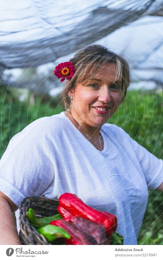 Gardener in apron harvesting vegetables from bushes in basket woman tomato garden pepper fresh green red ripe organic food happy agriculture nature wicker