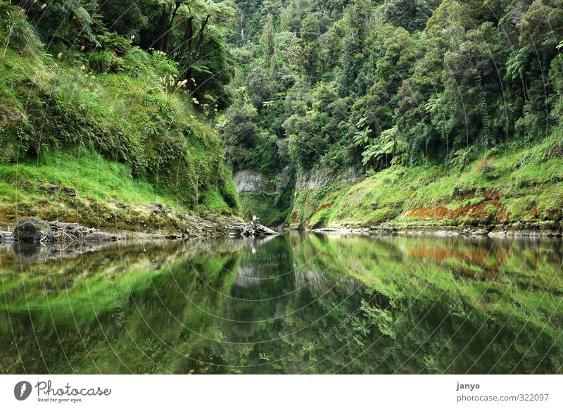 reflection Nature Landscape Water Virgin forest Lakeside Calm Reflection Colour photo Exterior shot Deserted Day