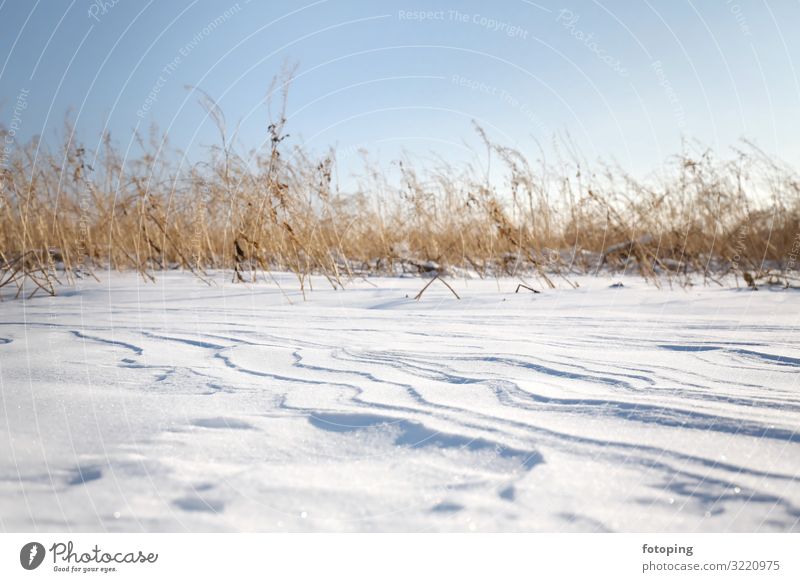 fresh snow Winter Snow Nature Landscape Wind Plant Grass Cold White Snowdrift Snow layer Snowscape dunes Dune Frost Frozen Powder snow country Erosion