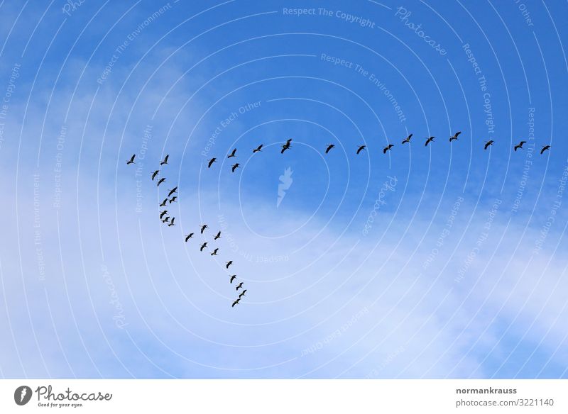 migratory birds Animal Sky Clouds Beautiful weather Wild animal Bird Flock Flying Blue Black Migratory bird Flock of birds Intuition Colour photo Exterior shot