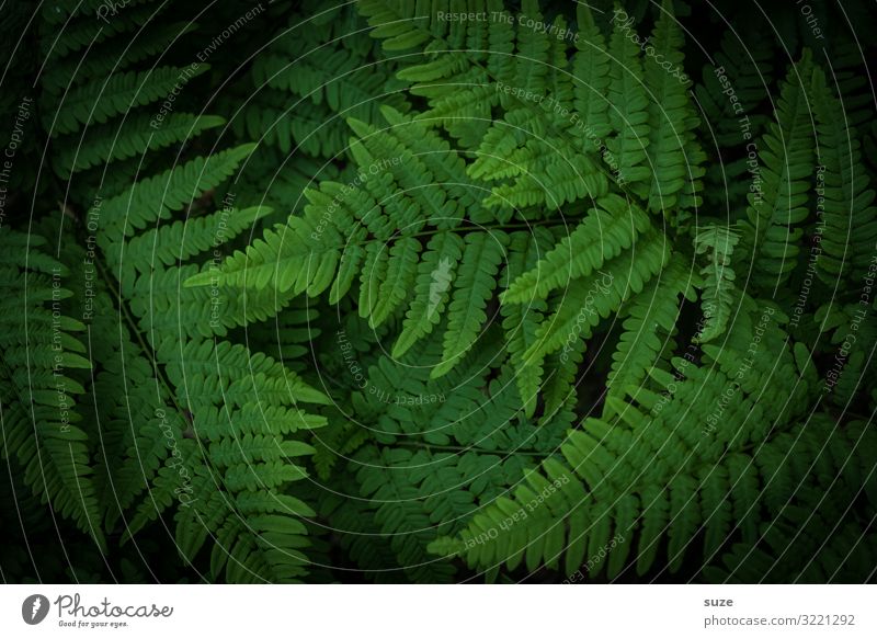 wild fern Harmonious Calm Decoration Environment Nature Plant Climate Bushes Fern Leaf Foliage plant Wild plant Virgin forest Esthetic Authentic Dark Simple