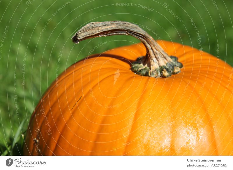 Upper part of a large orange pumpkin Pumpkin handle Orange Autumn Harvest Curcubita stalk fruit Plant Cucurbits Hallowe'en Decoration Thanksgiving Agriculture