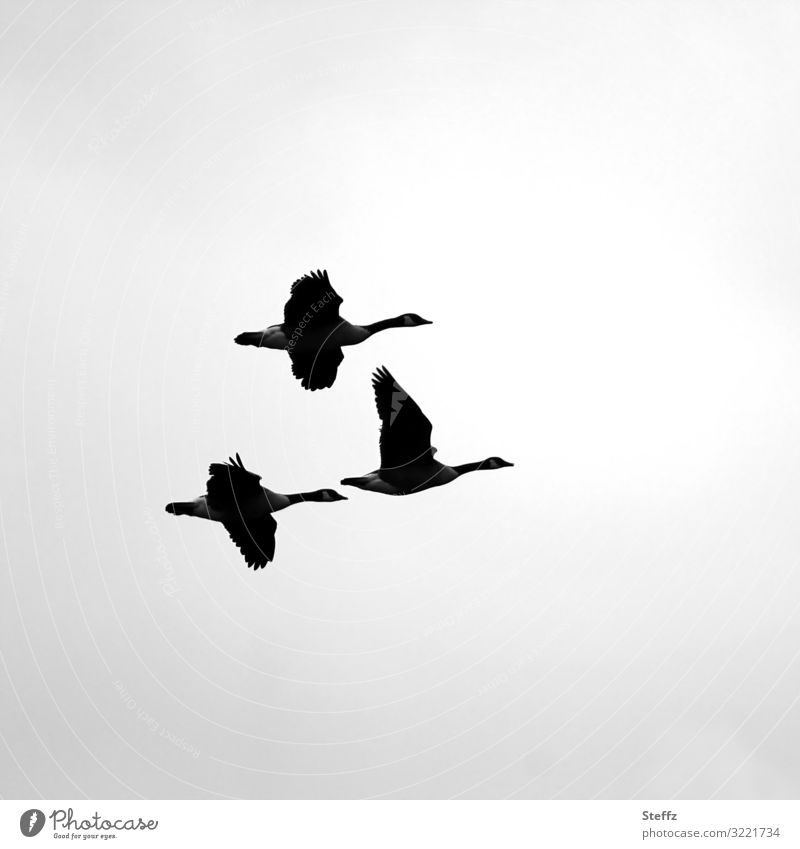 migratory birds Migratory birds geese goose flight wild geese Flight of the birds Birds fly Wild Birds Flying Gray Winter activities Instinct instinct October