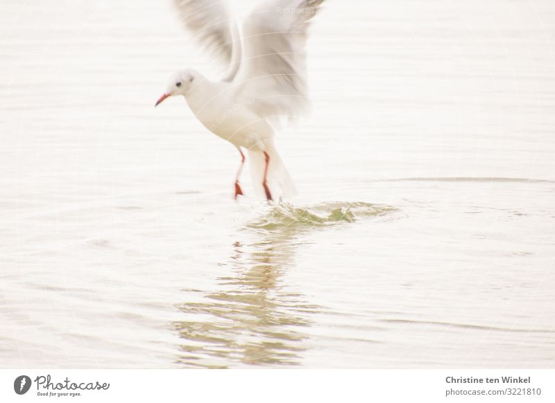 Seagull jumps out of the water Environment Nature Animal Water Climate change coast Bird Animal face Grand piano Claw 1 Flying Hunting Looking Esthetic