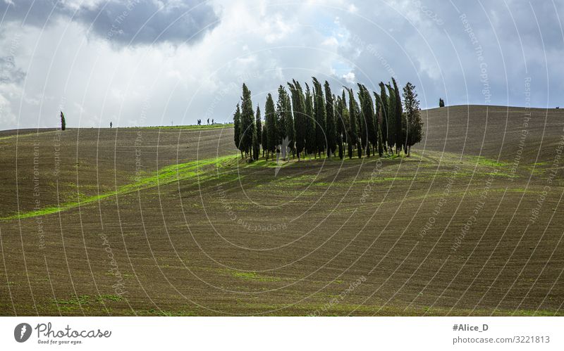 Tuscany hilly landscape with cypress Vacation & Travel Environment Nature Landscape Elements Earth Winter Tree Cypress Meadow Field Hill Jump Authentic