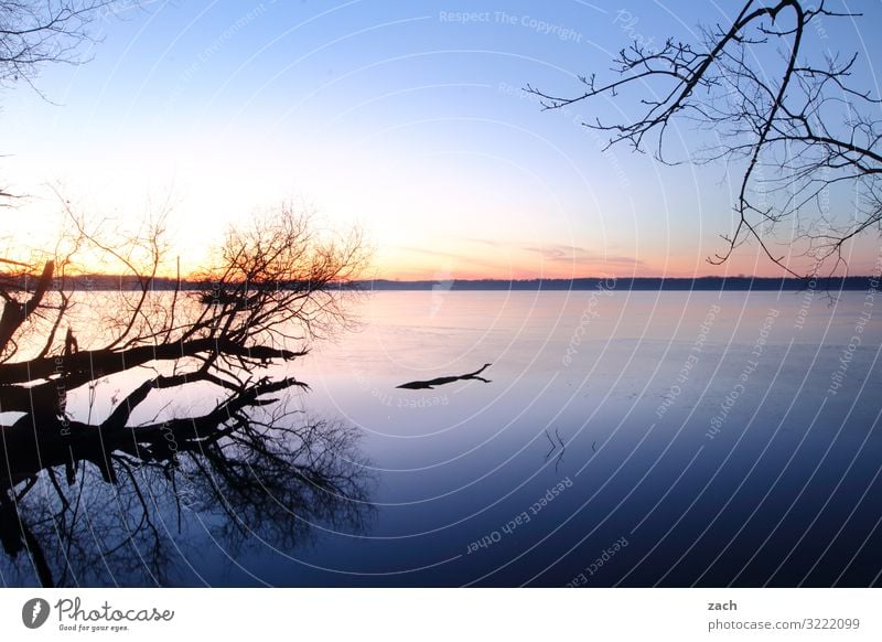 In the morning at the lake II Nature Tree Willow tree Water Sky Night sky Beautiful weather Lakeside Großer Müggelsee Lake Berlin Friedrichshagen köpenick