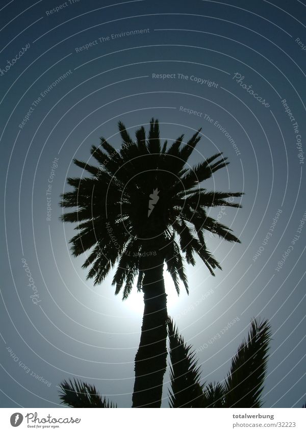 Palm tree against the light Back-light Tenerife Vacation & Travel Europe Sky