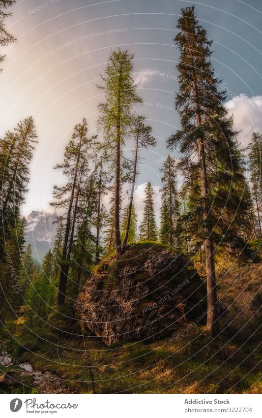 Big earthen boulder with tree in pine forest picturesque green nature stunning stone landscape vegetation high scenery plant scenic foliage branch dolomites