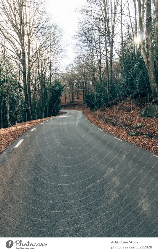 Road going through autumn forest road scenic empty tree curve leafless fall peace ground leaves nature perspective foliage calm drive turn idyllic season beauty