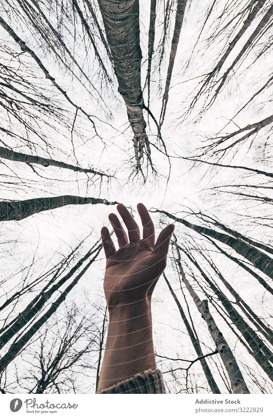 From below treetops in forest wood high nature amazing park beautiful growth branch trunk countryside crown wild heaven outdoors vertical from below tall rural