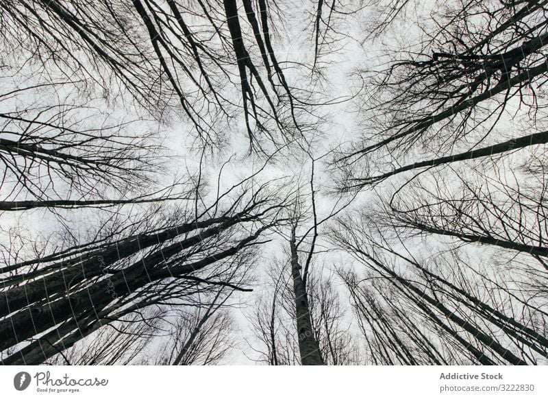 From below treetops in forest wood high nature amazing park beautiful growth branch flora scenic trunk countryside crown wild heaven outdoors horizontal