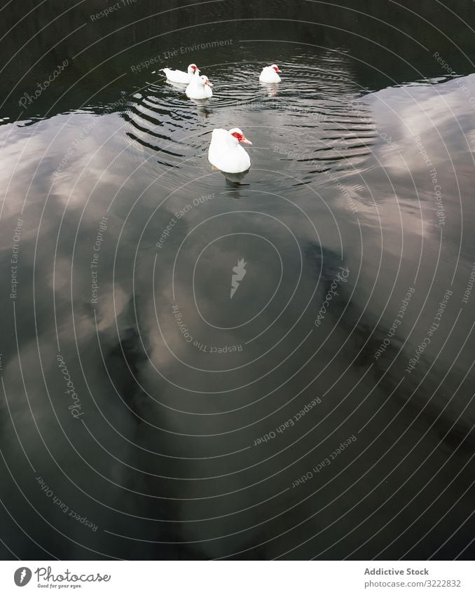 White musk ducks in tranquil lake autumn swim nature calm surface harmony peace water animal beautiful wild fauna wildlife relax bird fall white species idyllic