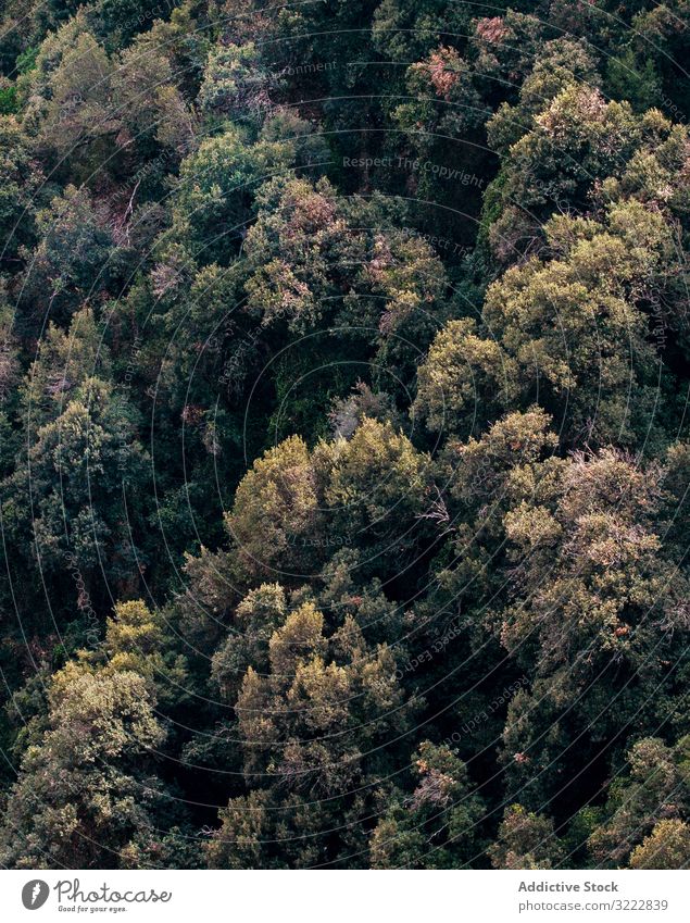 Forest with trees with thick fluffy green crown forest idyllic background abstract lush mystery fantasy ancient plant environment foliage wood view flora growth