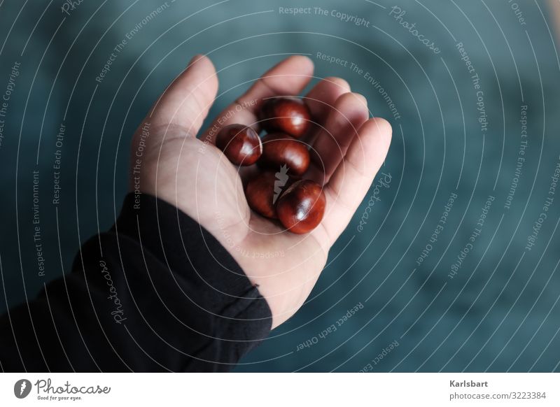 A handful of autumn Chestnut chestnuts Autumn Nature Autumnal Brown Sense of Autumn Hand Handicraft at home Autumnal colours Day Colour photo Chestnut tree