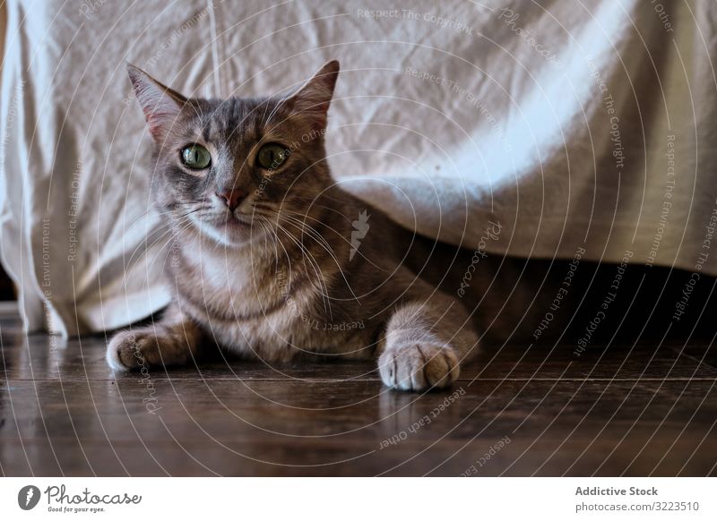 Charming mackerel tabby cat playing at home furniture hunt grey striped pet stalk cute charming feline domestic animal hide funny adorable friend ambush