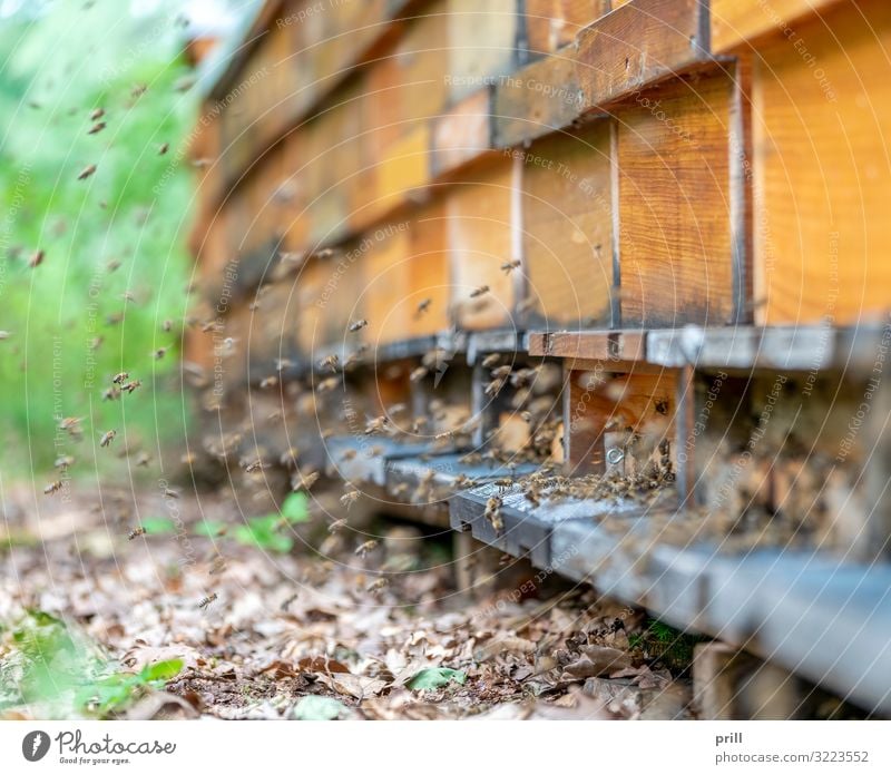 bees and apiary Agriculture Forestry Animal Bee Flock Wood Many Chaos Apiary bee garden bee colony honey production Bee-keeping Insect Honey bee