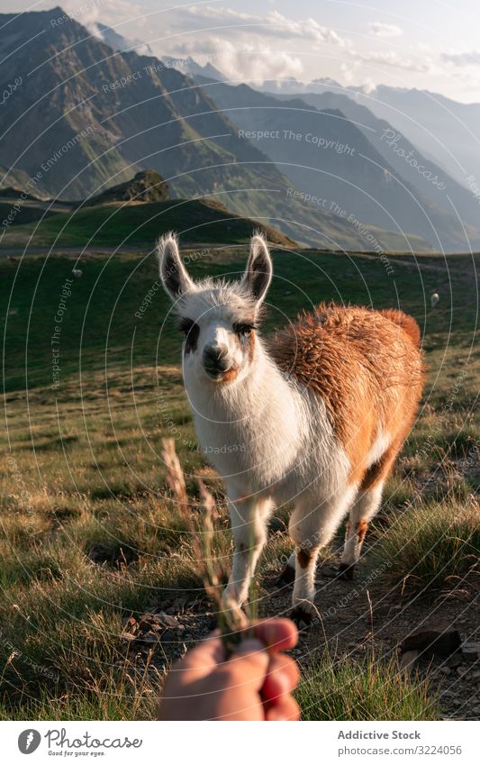 Hand feeding White-brown llama grazing on grass in mountains animal valley hair mammal fluffy head agriculture wild fur cute stand grassland graze meadow