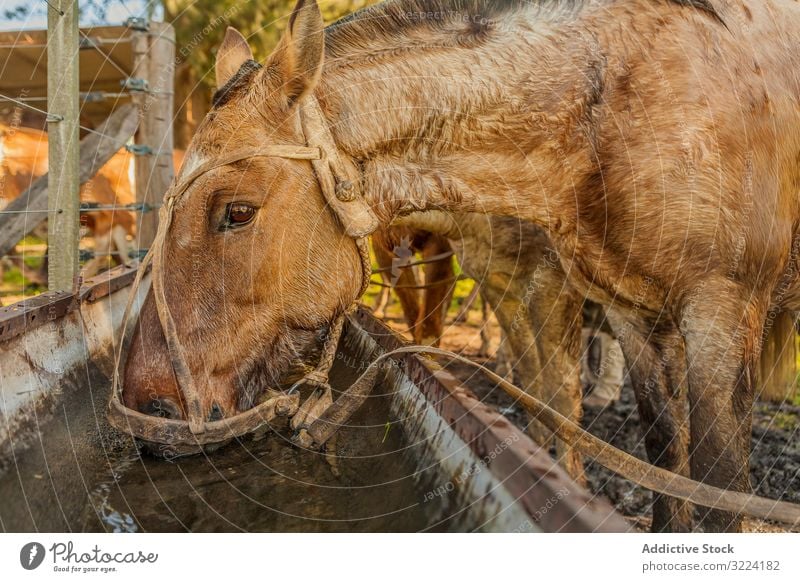 Horses drinking water in long drinker on barnyard horse animal mammal nature fauna domestic farm rural natural hoofed pasture herd stallion pet care bridle