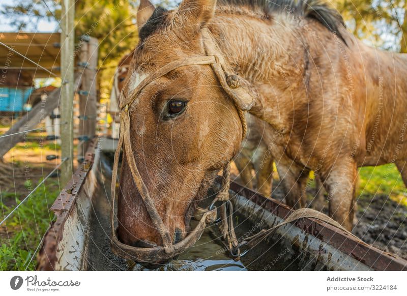 Horses drinking water in long drinker on barnyard horse animal mammal nature fauna domestic farm rural natural hoofed pasture herd stallion pet care bridle