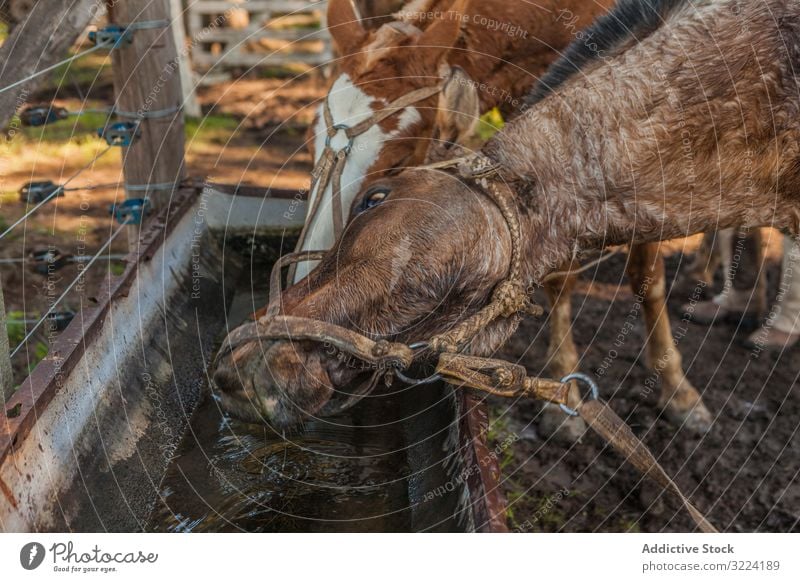 Horses drinking water in long drinker on barnyard horse animal mammal nature fauna domestic farm rural natural hoofed pasture herd stallion pet care bridle