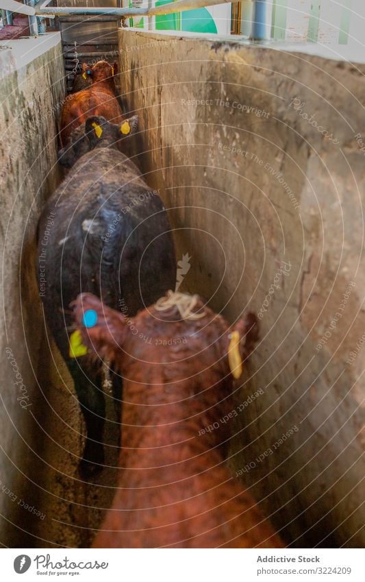 Cows standing in long stable on farm cow cattle earmark country healthy traditional natural countryside herd animal environment ranch agriculture farmland