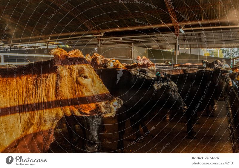 Calm brown cow in stable in bright sunlight cattle farm country healthy traditional natural countryside herd sunbeam animal environment waiting ranch