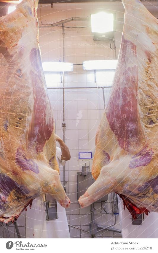 Chopped carcass of cow hanging down at slaughterhouse saw cut industrial fresh chopped meat mature beef agriculture food abattoir butchery dead organic raw