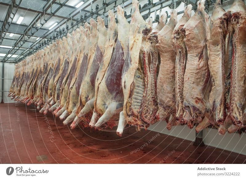 Suspended carcasses on slaughterhouse suspend meat fresh production food butchery raw industry hanging business occupation processing halves livestock