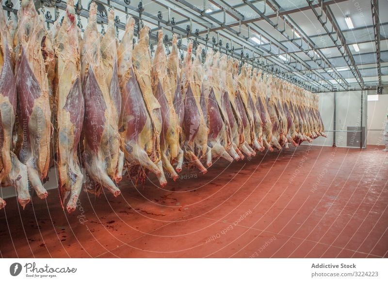 Suspended carcasses on slaughterhouse suspend meat fresh production food butchery raw industry hanging business occupation processing halves livestock