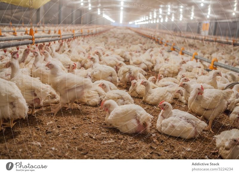 Poultry at chicken farm poultry hen feeding walk spacious house lighted industry bird agriculture farming food livestock nature meat animal nutrition rural