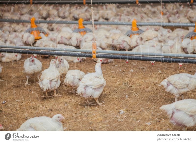 Poultry at chicken farm poultry hen feeding walk spacious house lighted industry bird agriculture farming food livestock nature meat animal nutrition rural