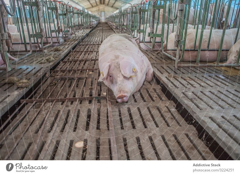 Healthy hog resting at pigpen farm healthy lying down relaxed floor industry pork animal agriculture piglet farming mammal meat rural barn domestic food