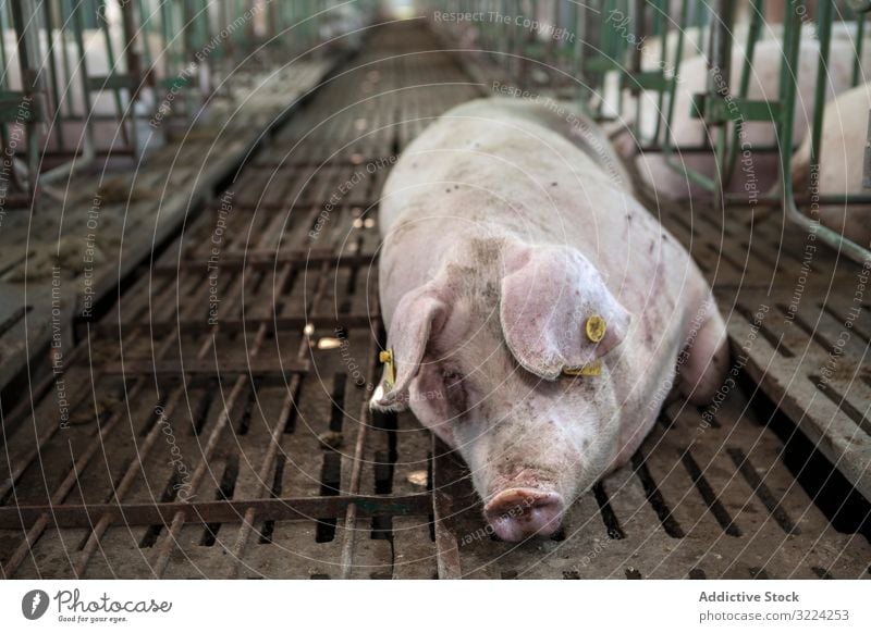 Healthy hog resting at pigpen farm healthy lying down relaxed floor industry pork animal agriculture piglet farming mammal meat rural barn domestic food