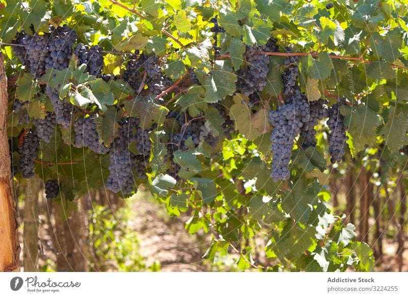 Grape harvest on plantation grape ripe vineyard summer bunch leaf vintage wine blue agriculture organic food farm fresh green nature winery sunshine grapevine