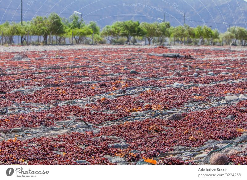 San Juan, San Juan. Secadero de uvas, para la creación de pasas de uvas.     SECADERO; PRODUCTOS FRUTIHORTICOLAS; FRUTA SECA; PASAS DE UVA