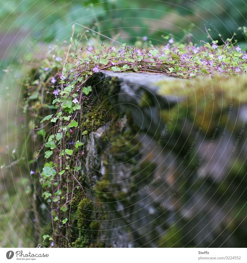 old wall remains overgrown with wild plants in Scotland Ivy Creeper Nordic wild plants Nordic nature Nordic romanticism Wall plants Moss Scottish Old Historic