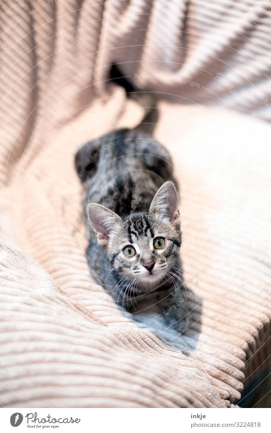 Savannah kittens Pet Animal face purebred cat savannah 1 Baby animal Blanket Looking Curiosity Cute Brown Gray Colour photo Subdued colour Interior shot