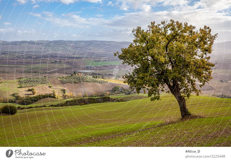 Tuscany Authentic landscape in autumn Vacation & Travel Tourism Nature Landscape Horizon Autumn Beautiful weather Tree Meadow Field Hill Rocca d'Orcia Italy