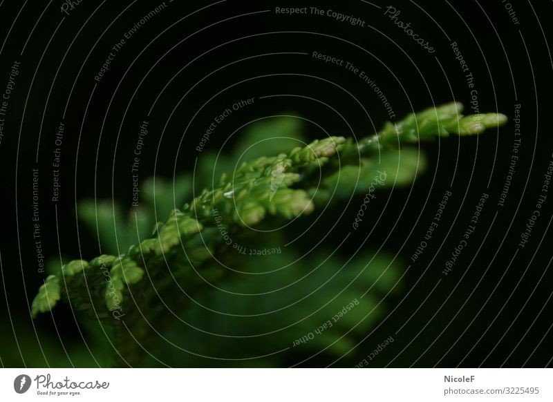 green on black Nature Plant Tree Leaf Foliage plant Park Green Black Colour photo Exterior shot Deserted Central perspective