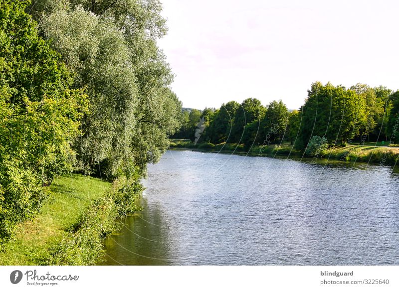 The last survivor of years gone by Main banks of the Main River River bank Summer Waves Water flora Bend Sky Hanau Colour photo Nature Environment