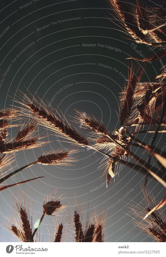 Before the bread Environment Nature Landscape Plant Cloudless sky Spring Beautiful weather Grain Grain field Ear of corn Blade of grass Awn Barley Barleyfield